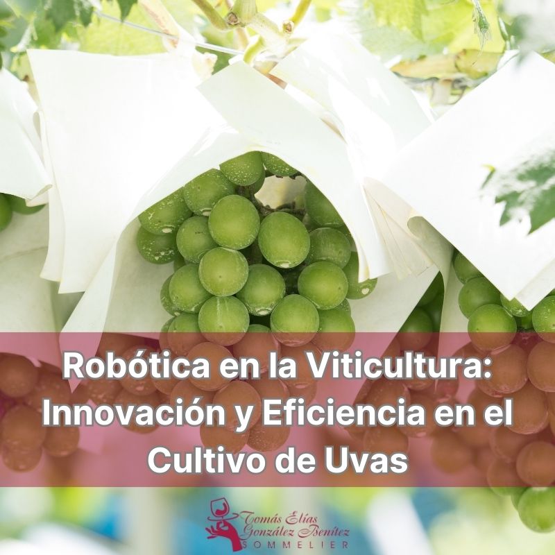 Robótica en la Viticultura Innovación y Eficiencia en el Cultivo de Uvas
