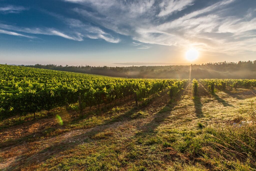 Sostenibilidad en el sector vinícola