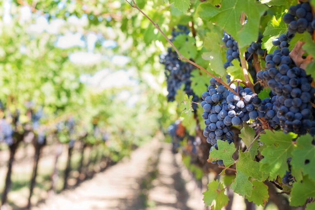 variedades de uva para vinos